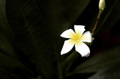 thedancerxxx thumbnail