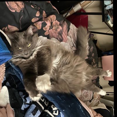 sirmastergracey thumbnail