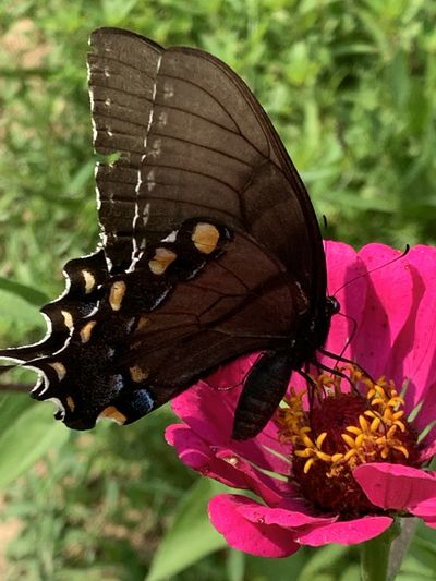 little.lady20 thumbnail