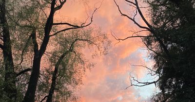 nordic.cherry thumbnail