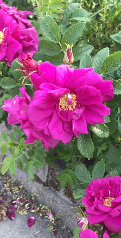 foxymama456 thumbnail