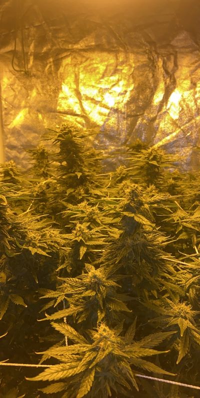 @DatTreNigga profile