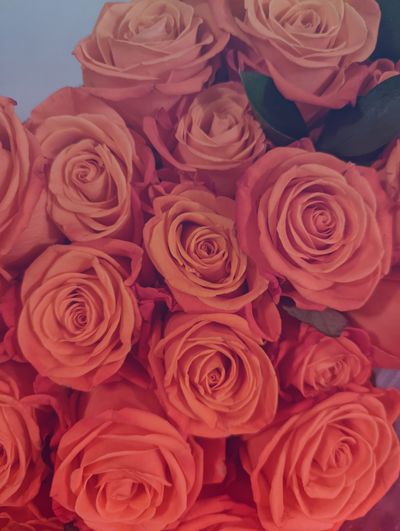 olivias.vip thumbnail