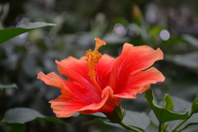 Bubble Butt (BB) thumbnail