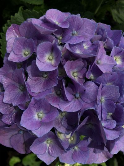 daughterofneptune thumbnail