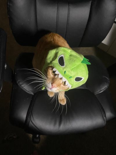 richicartii thumbnail