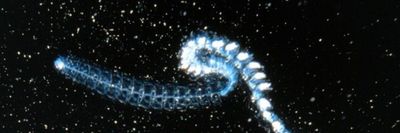 abyssalaphrodizia thumbnail