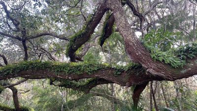 Vitriolic Veya thumbnail