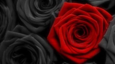 dannie-rose thumbnail