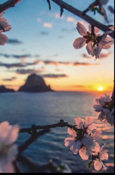 princesscup thumbnail