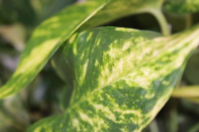 Cupcakehippie1111 thumbnail