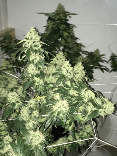 tbizzel09160 thumbnail