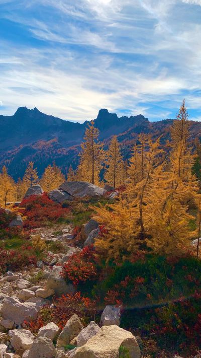 assianmamita thumbnail