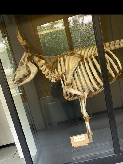 naughtyvett thumbnail