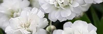 dreamtheory thumbnail