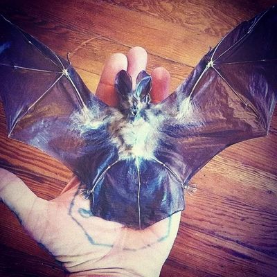 daneternal thumbnail