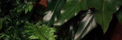 agenciaeva thumbnail