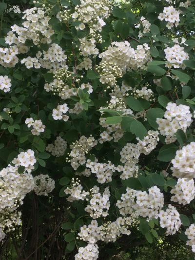 hazelheart49 thumbnail