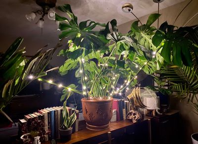 bearded.plant.daddy thumbnail