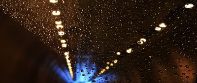 silver-fox thumbnail