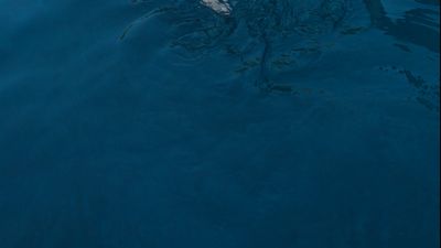 malandroandrea thumbnail