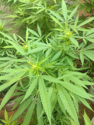 flaquita.420 thumbnail