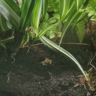 Emily Light thumbnail