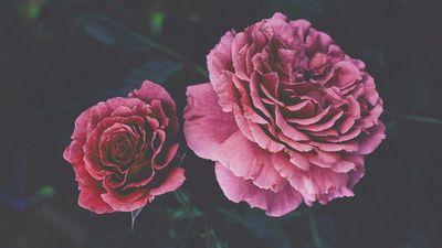 Luna Lumos🌙🕯 thumbnail