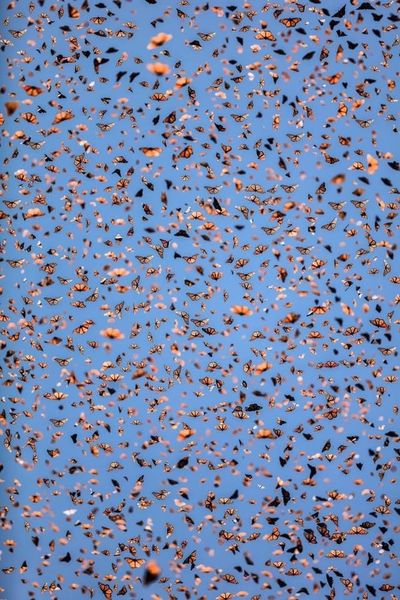 lightlyfried thumbnail