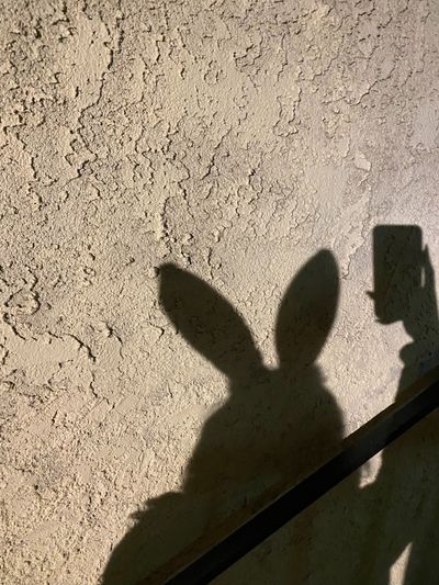 petitebunney thumbnail