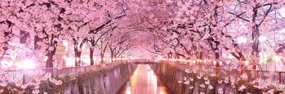 dani_rolltide thumbnail