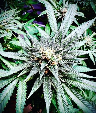 pennypaxapunch20 thumbnail