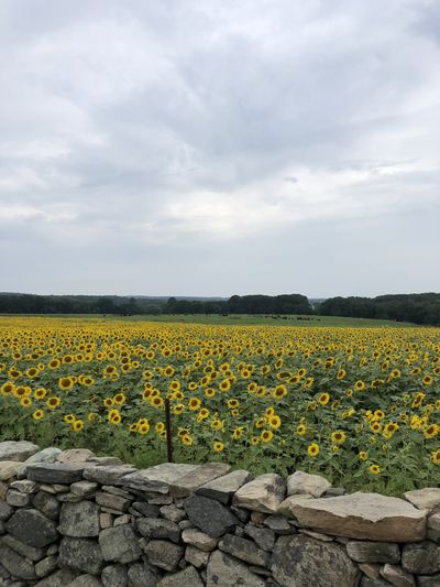 thefishingchick thumbnail