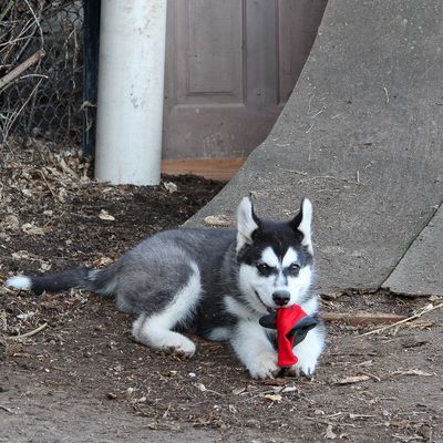 leonard_roberts4130 thumbnail