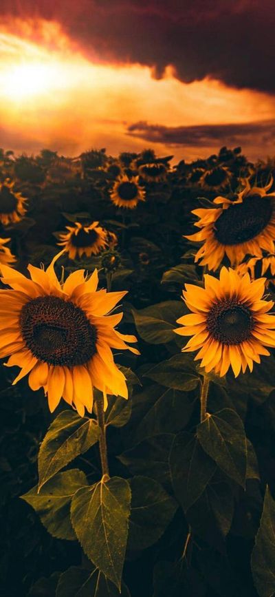 littlefoot01 thumbnail