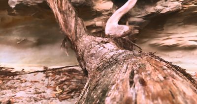 Naomi Murphy thumbnail