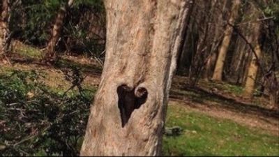 virtual_fen thumbnail