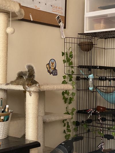 squirrel.girl thumbnail