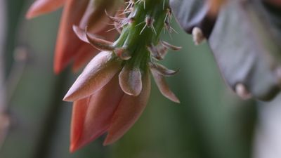 dendrite_d thumbnail