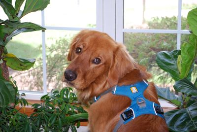 sirdukethegreatandfluffy profile