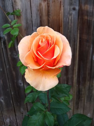 gamergurl19 thumbnail