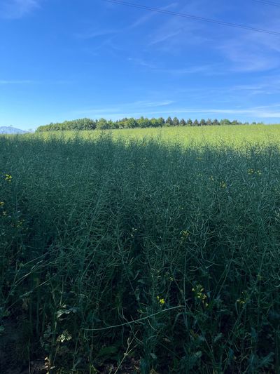 macetheboyfree thumbnail