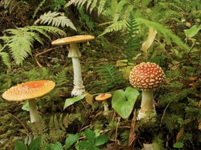 rainforesttt thumbnail