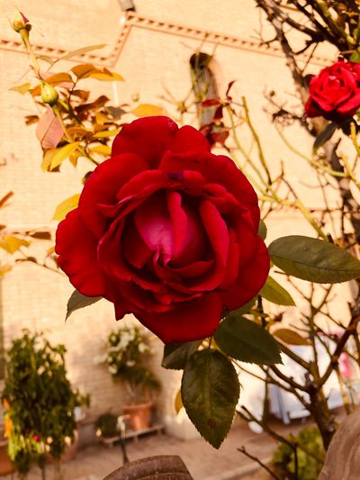 steve18026166 profile