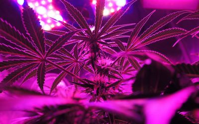 baked-veggie thumbnail