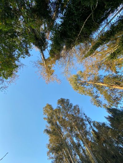 cg.webrip.yify thumbnail