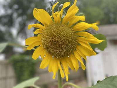 Baby angel thumbnail