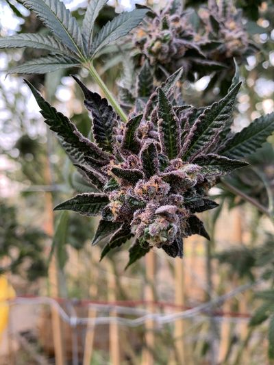 soccerfan11420 thumbnail