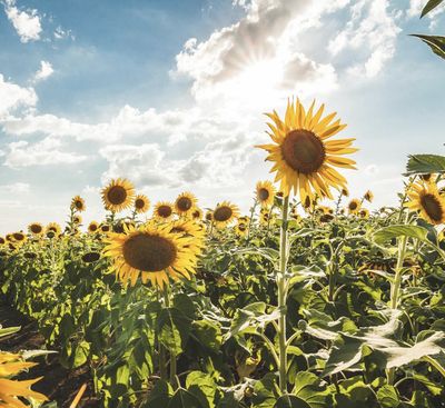 coronafoxx thumbnail