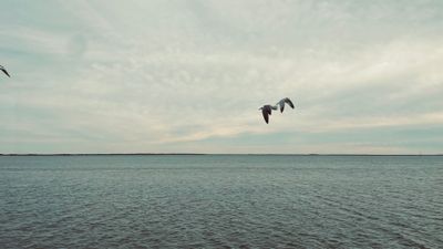 scarsbetraylanduglyfeet thumbnail